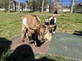 2026 04 08 Kůzlata a jehňata152 resize
