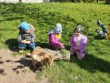 2026 04 08 Kůzlata a jehňata135 resize