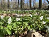 2026 04 09 Obora Hvězda32 resize